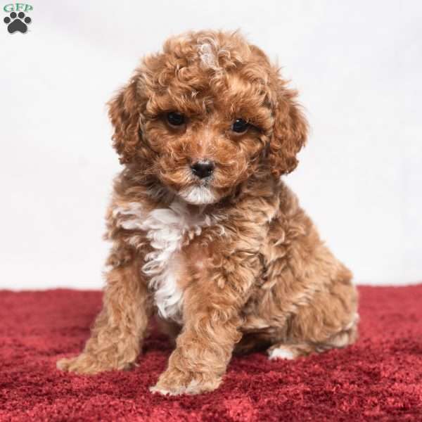 Lonnie, Cavapoo Puppy